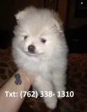 Cpidn pomeranian puppies