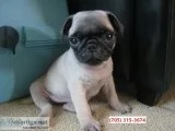 Well socialized pugs puppies ready
