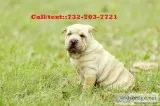 Chinese shar pei puppies for sale
