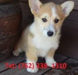 Rmnq pembroke welsh corgi puppies