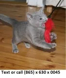Lopreewan russian blue kitten 