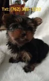 Bmyh yorkshire terrier puppies