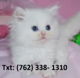 Helping persian kittens 