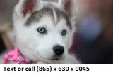 Polaretea adorable alaskan malamute