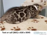 Dealorendreoi amazing bengal kitten
