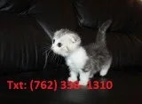 Humble munchkin kittens 