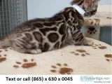 Adorableoren bengal kitten for sale