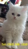 Grateful persian kittens 