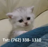 Ghoj munchkin kittens for sale