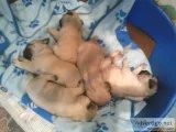 Akc pug pups boys and girls ready now