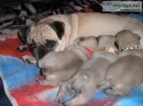 Stunning fawn pug puppies ready now