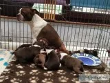 Akc reg boston terriers
