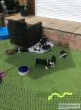 Gorgeous boston terrier puppies 