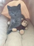 Egrgerg kittens has been wormed regular