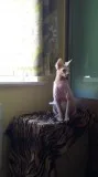 Canadian sphynx 