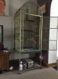 Hand reared african grey