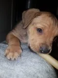 English bull mastiff cross ridgeback