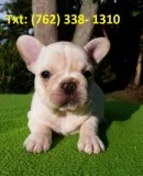 Gutsy french bulldog puppies 