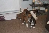 Stunning boxer puppies brindle for sale