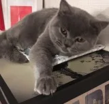 Fbbnbdbd scottish fold kittens