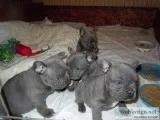 Akc registered frenchie babies