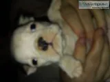 Boston terrier puppies 