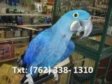 Zndp hyacinth macaw parrots