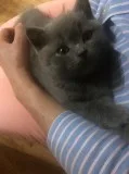 Dfgrege straight and folded ears scotti