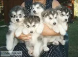 Polerensewea alaskan malamute for sale, 