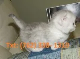 Ckgnt munchkin kittens