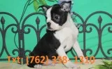 Mksi boston terrier puppies