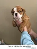 Asoresen english bulldog puppy for sales