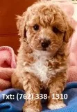 Pslwp mini/ toy poodle puppies