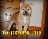 Vhjcfk shiba inu puppies