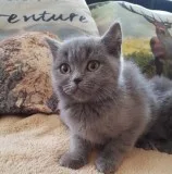 Dfrgdrsvsd  scottish fold kittens