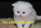 Hopeful persian kittens 