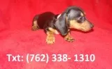 Jsyj miniature dachshund puppies