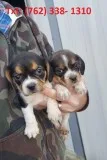 Qwnol beagle puppies