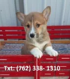 Vfjri pembroke welsh corgi puppies