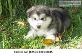 Qewrasagt two alaskan malamute puppies 