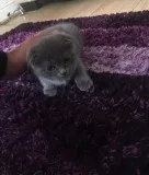 Tevscvv scottish fold kittens
