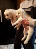 Golden retriever puppies for sale