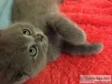 Hrtrtrb scottish fold kittens