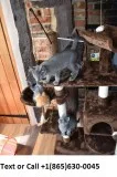 Asopson execellent stunning russian blue