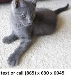 Polerencialo russian blue kittens, 