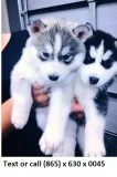 Asafgpor absolutely blue eye siberian hu