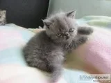 Drdberbd scottish fold kittens