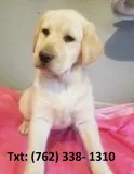 Qztl labrador retriever puppies
