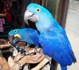 Ready tame & gentle hyacinth macaw