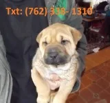 Fsblo chinese shar-pei puppies